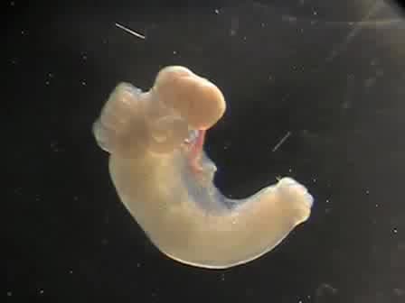 Retrieval of Mouse Oocytes