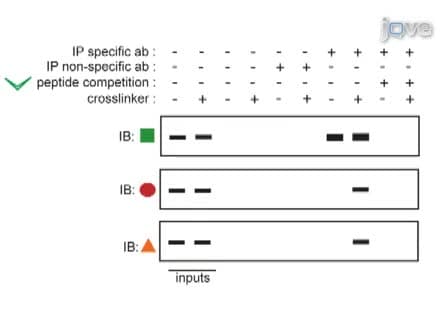 Isolation of Labile Multi-protein Complexes by <em>in vivo</em> Controlled Cellular Cross-Linking and Immuno-magnetic Affinity Chromatography