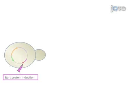 Analysis of the Development of a Morphological Phenotype as a Function of Protein Concentration in Budding Yeast