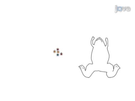 Fertilization of Xenopus oocytes using the Host Transfer Method