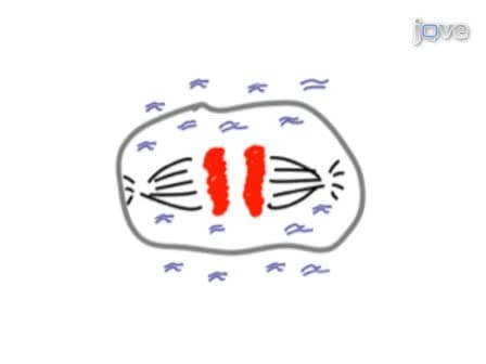 Time-lapse Imaging of Mitosis After siRNA Transfection