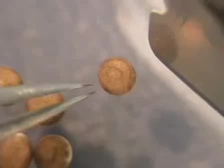 Plastic Embedding and Sectioning of Xenopus laevis Embryos