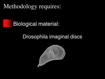 Laser Microdissection Applied to Gene Expression Profiling of Subset of Cells from the Drosophila Wing Disc