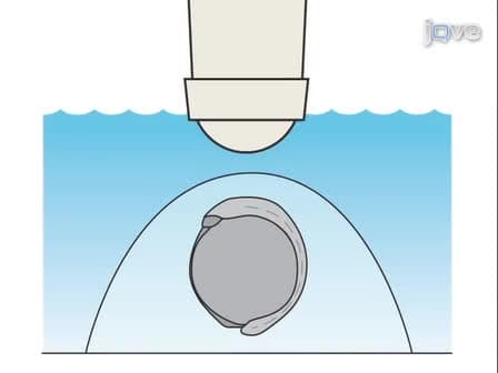 Two-Photon-Based Photoactivation in Live Zebrafish Embryos