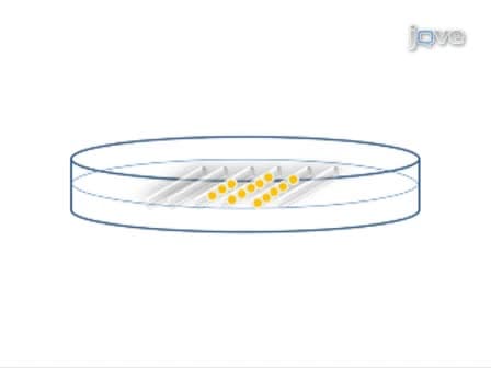 Microinjection of Medaka Embryos for use as a Model Genetic Organism