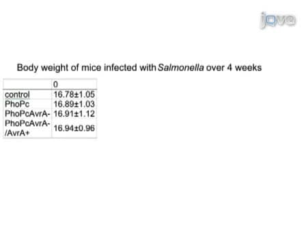 Chronic <em>Salmonella</em> Infected Mouse Model