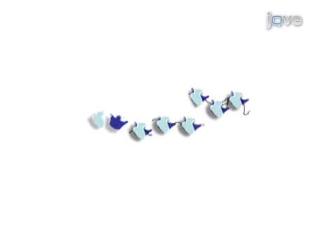 Eukaryotic Polyribosome Profile Analysis