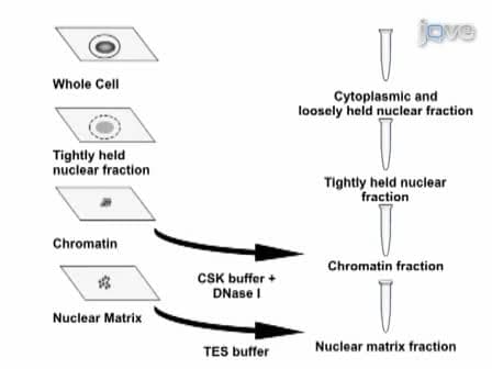 <em>In situ</em> Subcellular Fractionation of Adherent and Non-adherent Mammalian Cells
