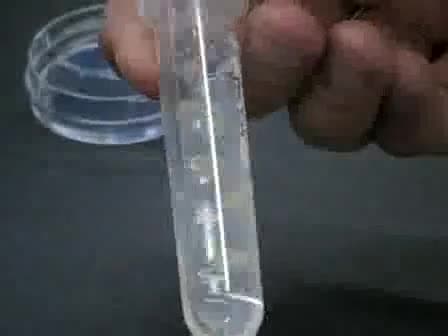 Flash Freezing and Cryosectioning E12.5 Mouse Brain