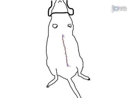 Orthotopic Aortic Transplantation: A Rat Model to Study the Development of Chronic Vasculopathy
