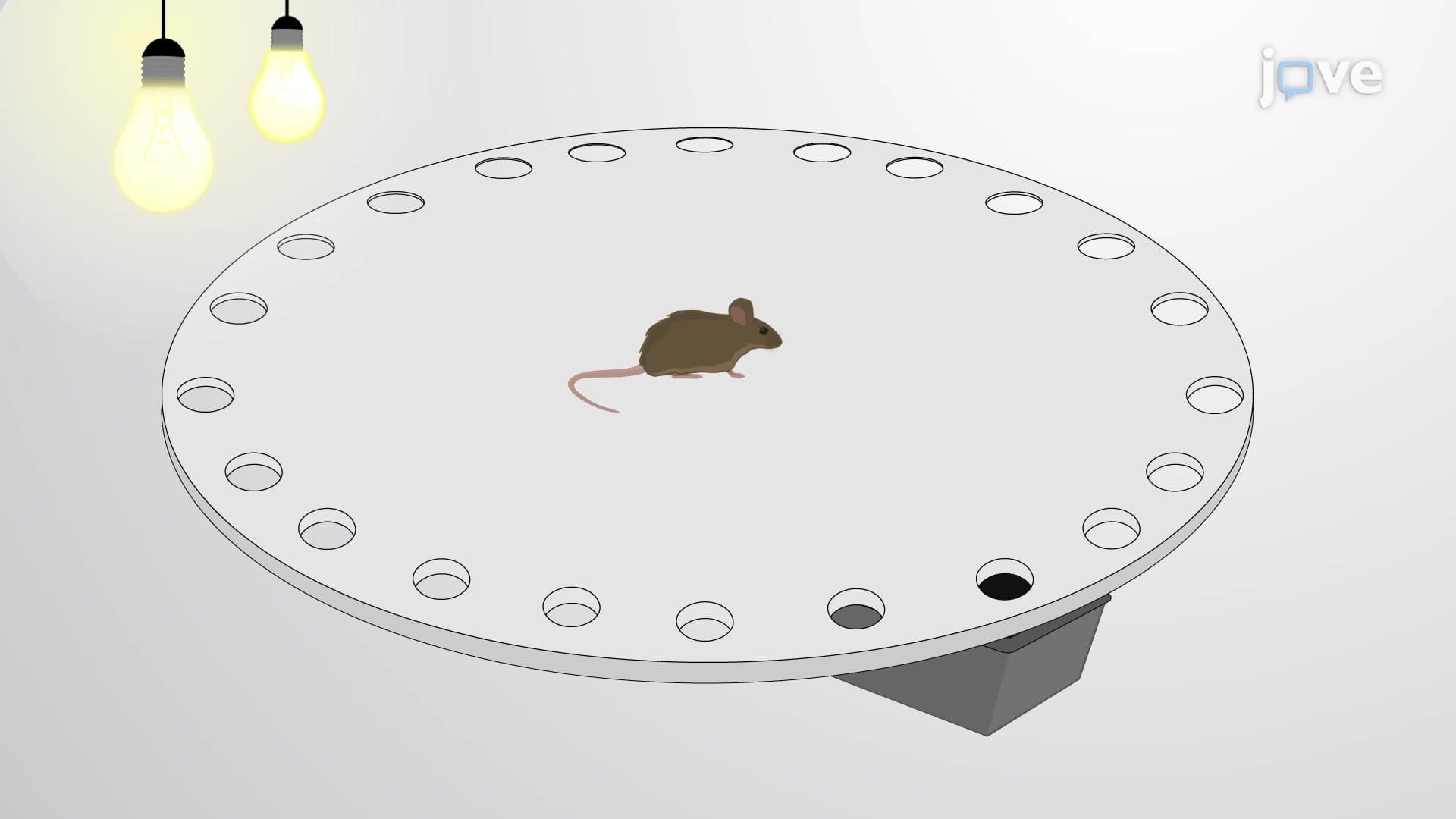 Barnes Maze: A Method For Assessing Spacial Learning and Memory in Lab Animals