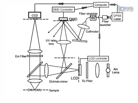 Patterned Photostimulation with Digital Micromirror Devices to Investigate Dendritic Integration Across Branch Points