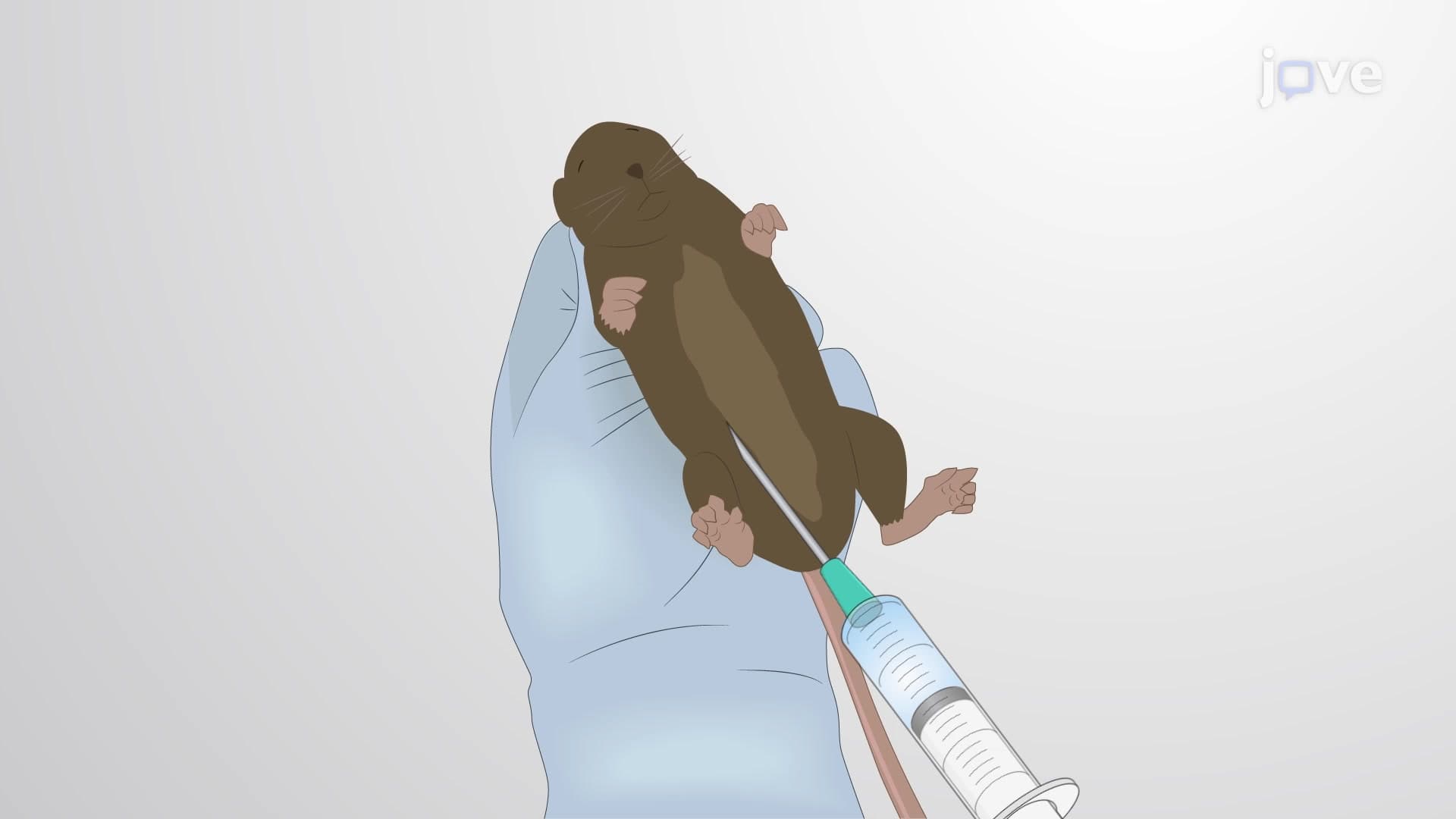 Systemic Pilocarpine Treatment: Mouse Model of Temporal Lobe Epilepsy