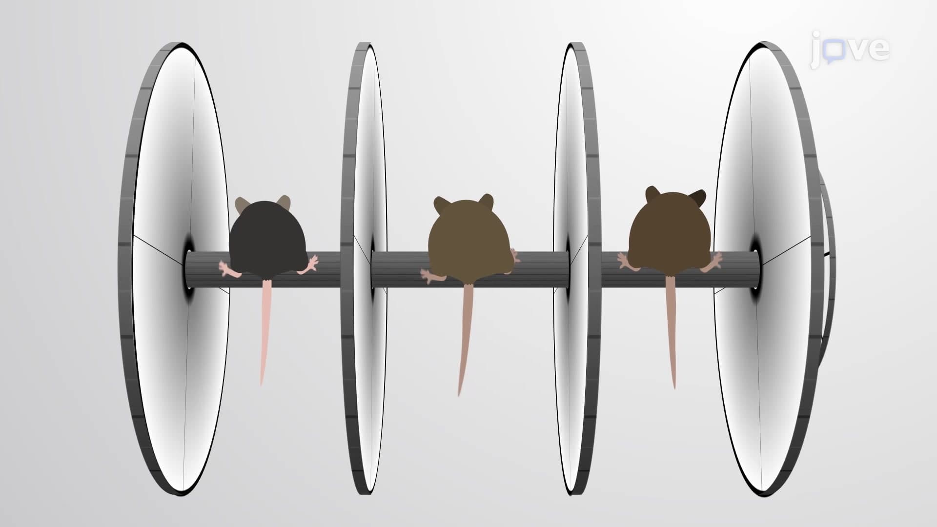 The Accelerating Rotating Rod Assay or Rotarod Test: A Method to Test Motor Coordination and Learning in Mice