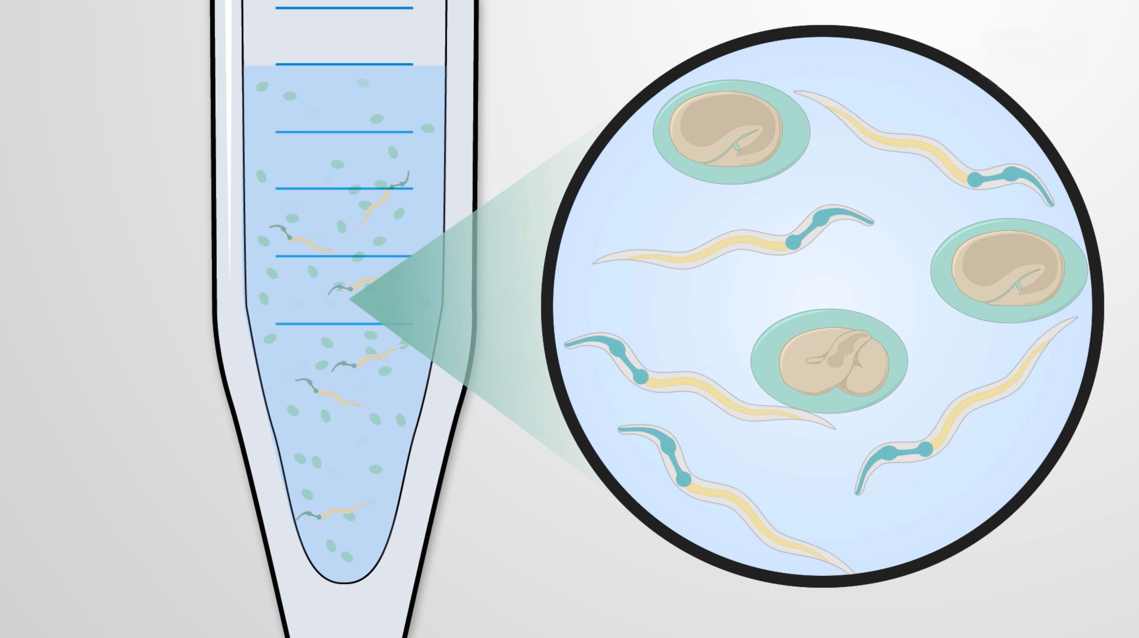 Nematode Synchronization: A Method to Obtain Populations of Worms in Identical Stages of Development