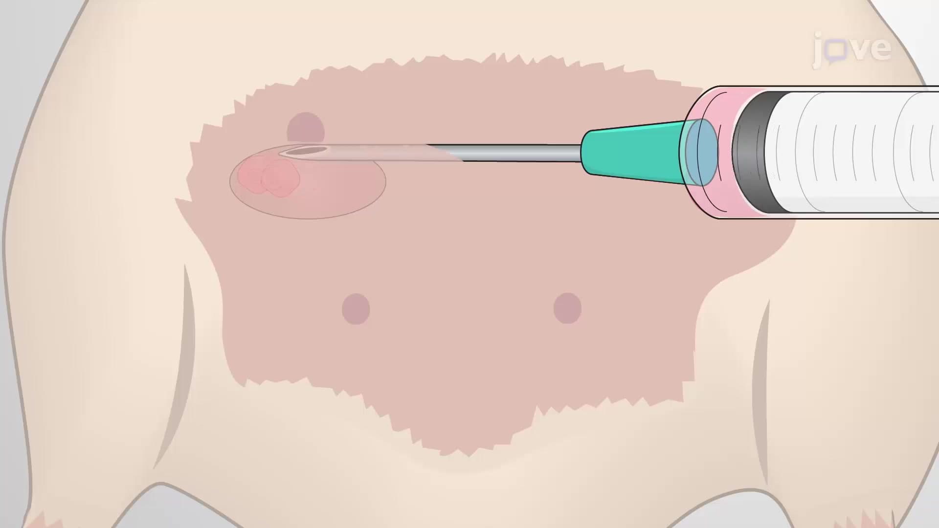 Orthotopic Injection into the Mammary Fat Pad: Establishing Breast Cancer in Mice