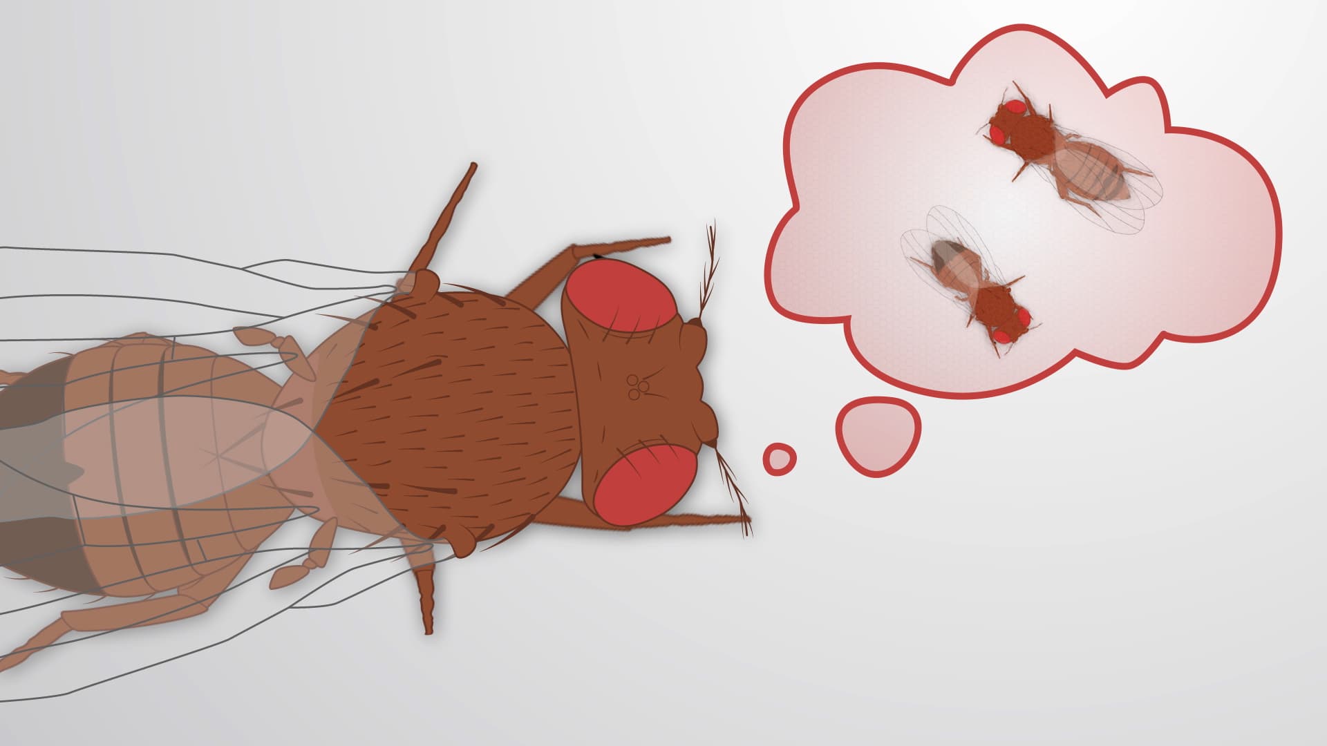 Drosophila Courtship Conditioning: A Method to Test Learning and Memory In Flies