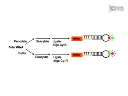 Genome-wide Analysis of Aminoacylation (Charging) Levels of tRNA Using Microarrays