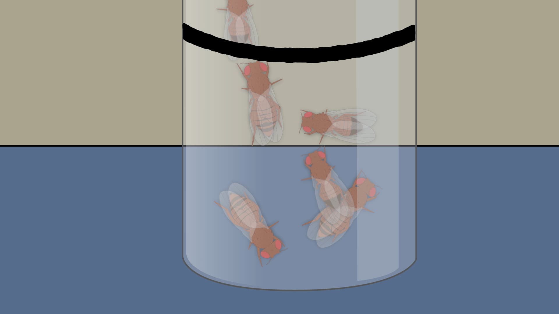 Fly Climbing Assay: A Method to Test General Locomotion in Drosophila melanogaster
