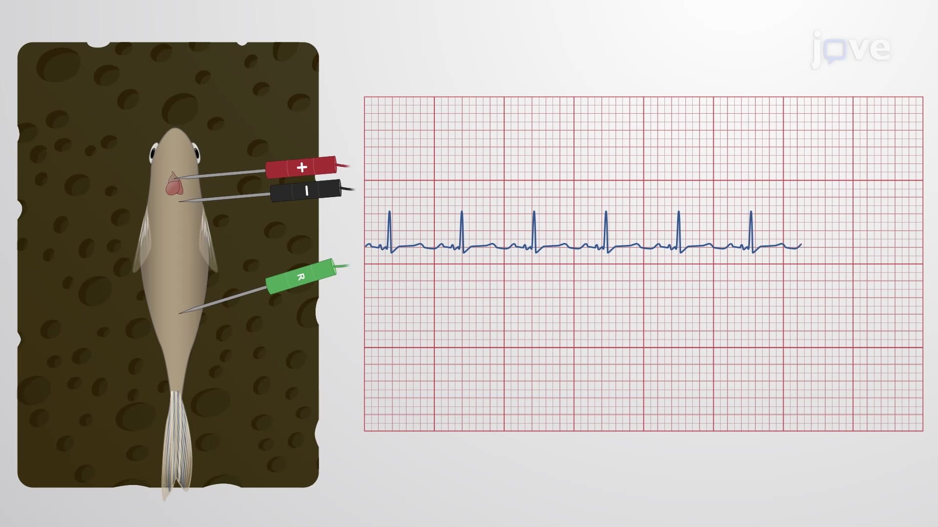 Zebrafish Electrocardiography (ECG): A Minimally Invasive Assay to Evaluate Cardiac Function