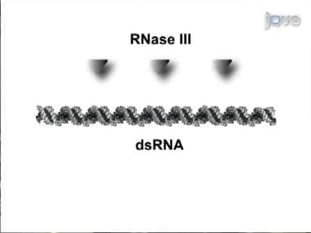 MISSION esiRNA for RNAi Screening in Mammalian Cells