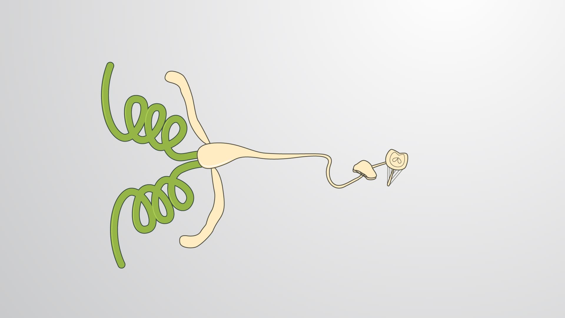 Drosophila Male Accessory Gland Dissection: A Method to Isolate Secondary Cells