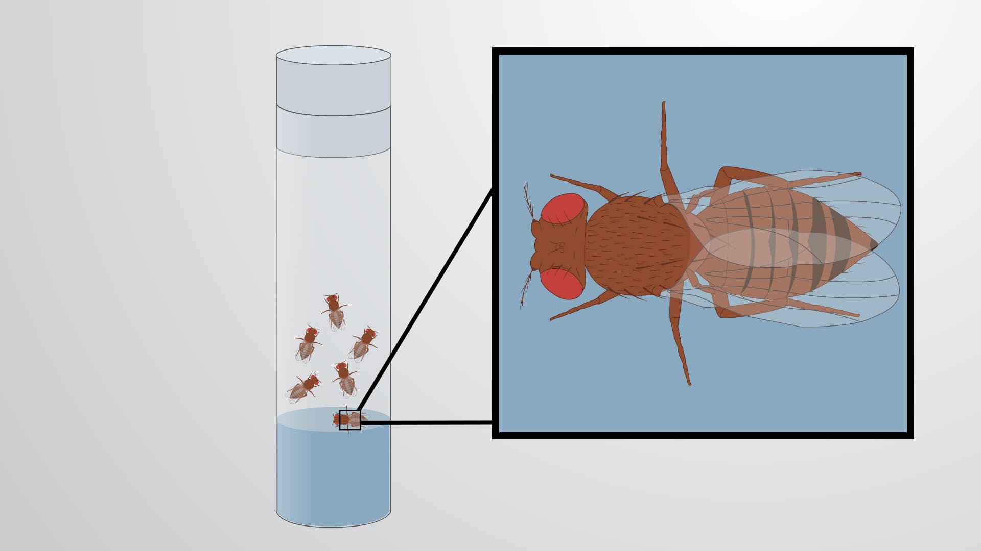 Lifespan Protocol for Drosophila melanogaster: Generating Survival Curves to Identify Differences in Fly Longevity