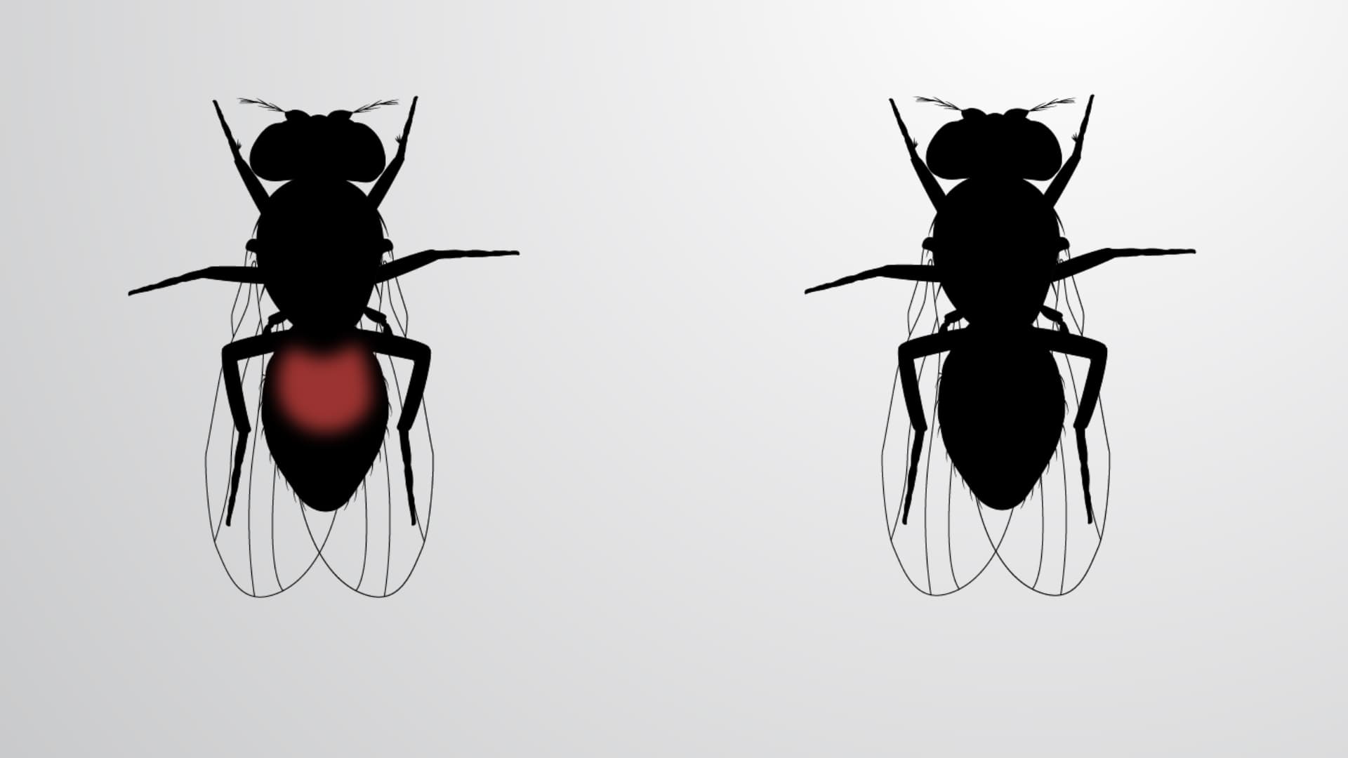 Feeding Test: Assessment of Feeding Preferences in Drosophila melanogaster