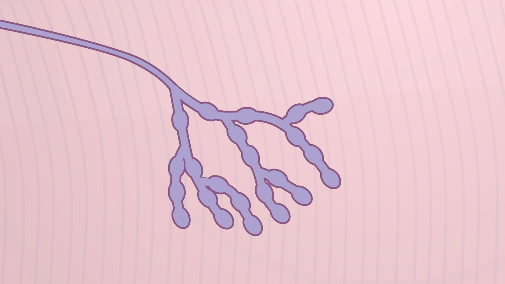 Drosophila Neuromuscular Junction (NMJ) Quantification: A Method to Assess Synaptic Morphology and Function