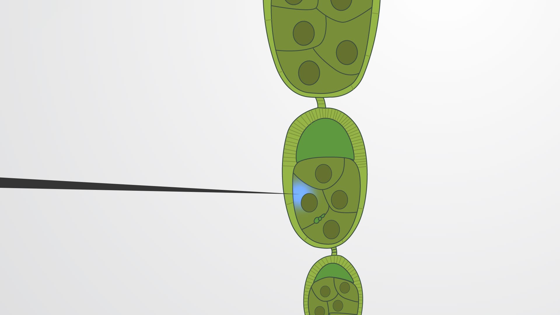 Microinjection of Drosophila Nurse Cells: A Method of Intracellular Delivery