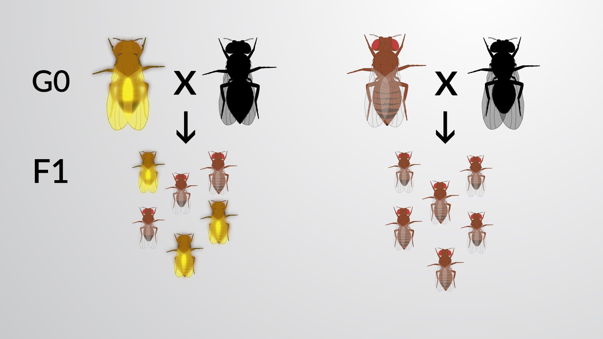 Screening for Genomic Modifications: A Method to Identify CRISPR-Generated Mutants in Drosophila