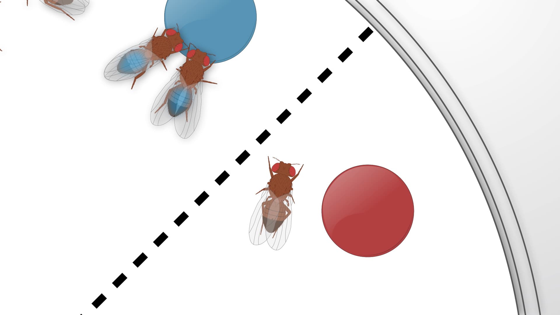 Taste Preference Assay: A Method for Measuring Feeding Behavior in Drosophila