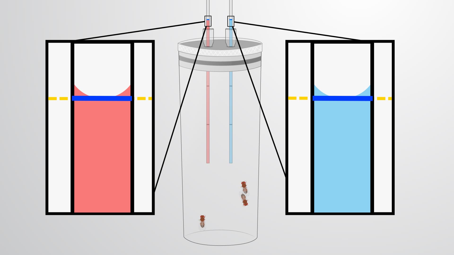 The CApillary FEeder (CAFE) Assay: A Method to Track Food Consumption and Preference in <em>Drosophila</em>