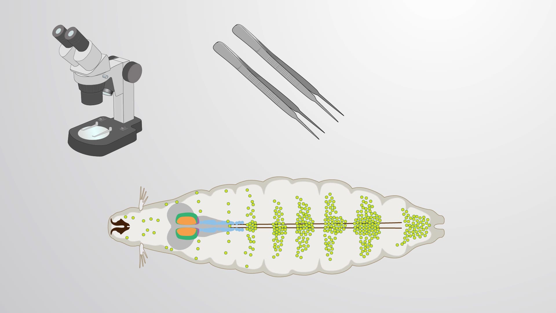 Larval Lymph Gland Dissection: Isolating the Drosophila Hemocyte-Producing Organ