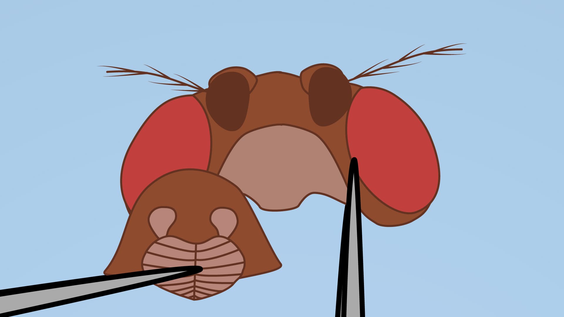 Drosophila Adult Brain Dissection: A Method in Fly Neurobiology