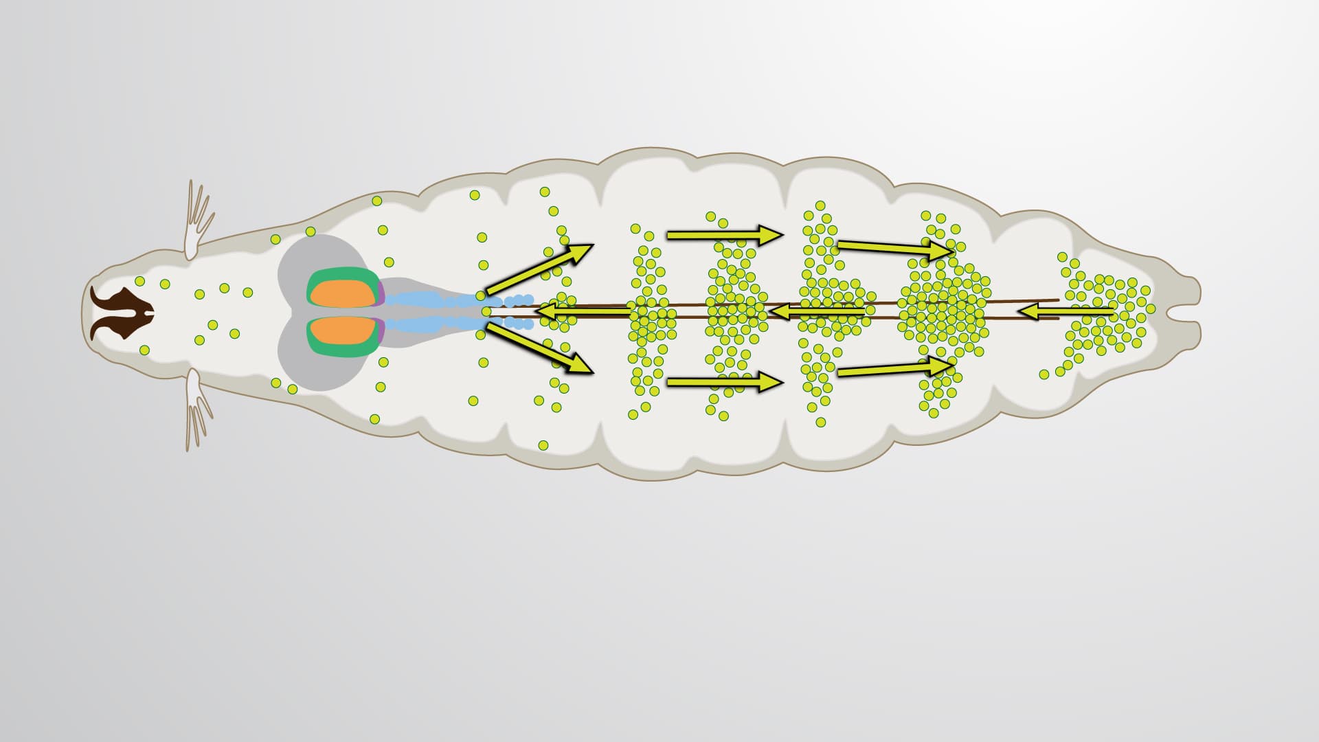 Cuticle Disruption: A Method to Collect Hemolymph from Drosophila Larvae