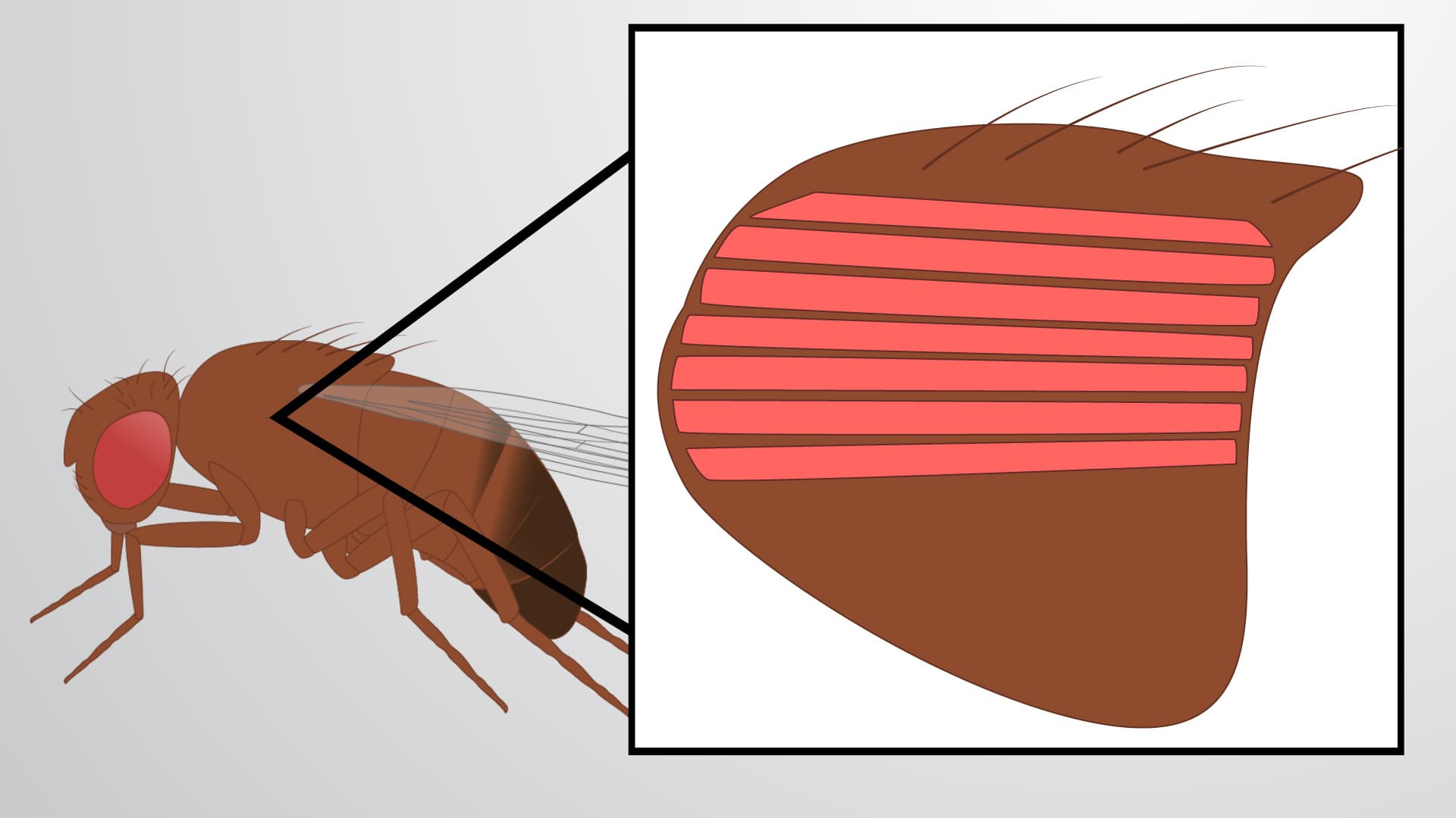 Drosophila Late Pupa Indirect Flight Muscle (IFM) Dissection: A Method for High-Throughput Tissue Collection