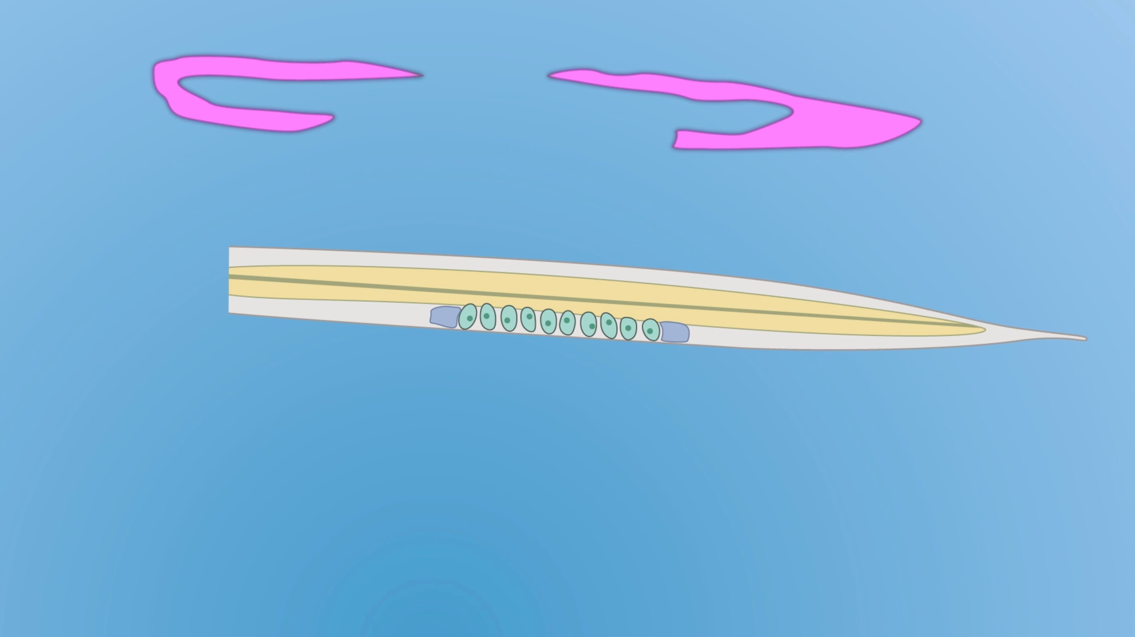 C. elegans Gonad Extrusion: A Rapid Dissection Technique
