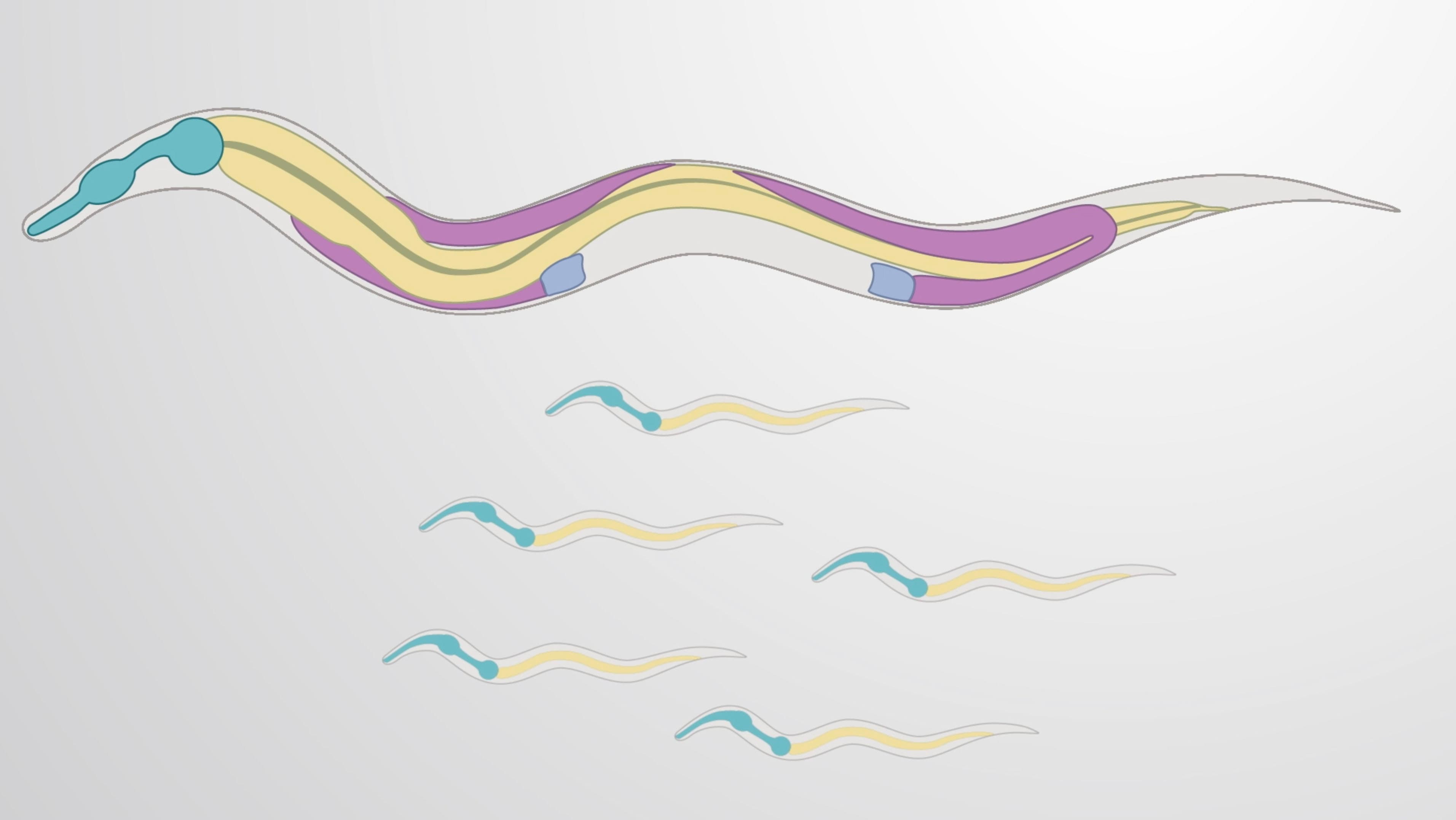 Single Worm PCR: A Method to Extract and Amplify Genomic DNA