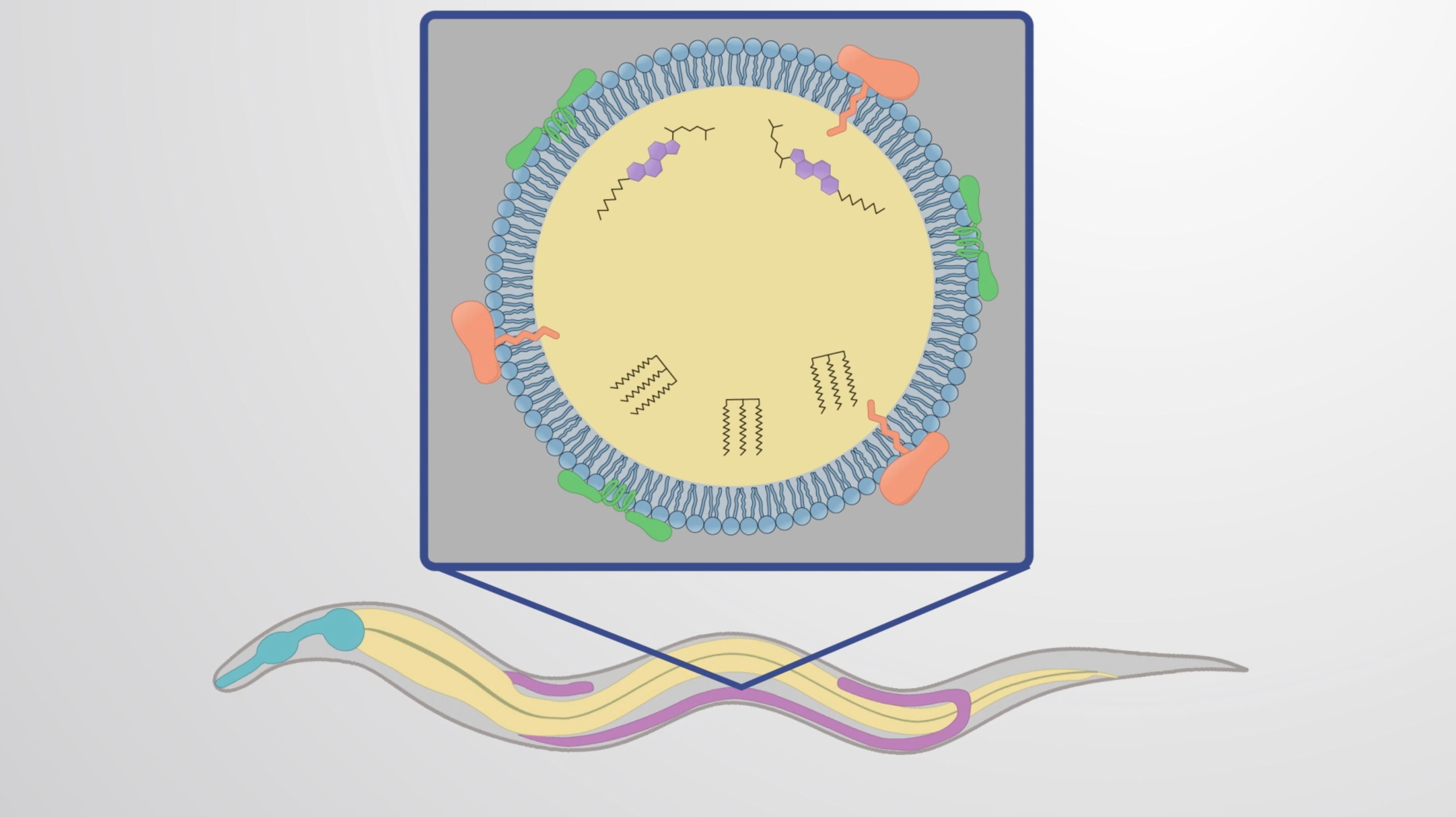 Nile Red Staining of <em>C. elegans</em>: A Method to Visualize Lipid Droplets in Fixed Animals