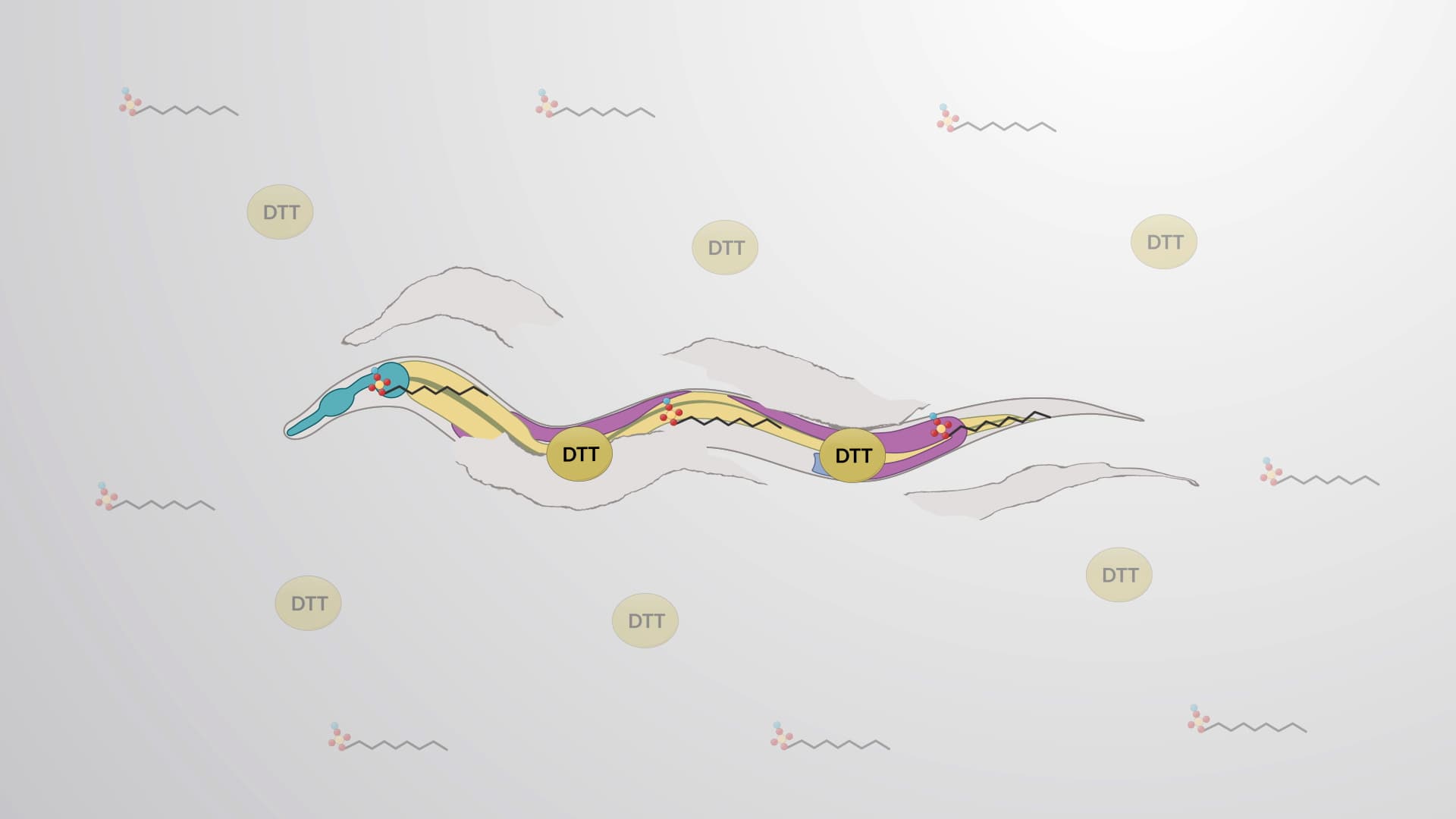 Single Cell Dissociation of Caenorhabditis elegans: A Method to Isolate Live Cells