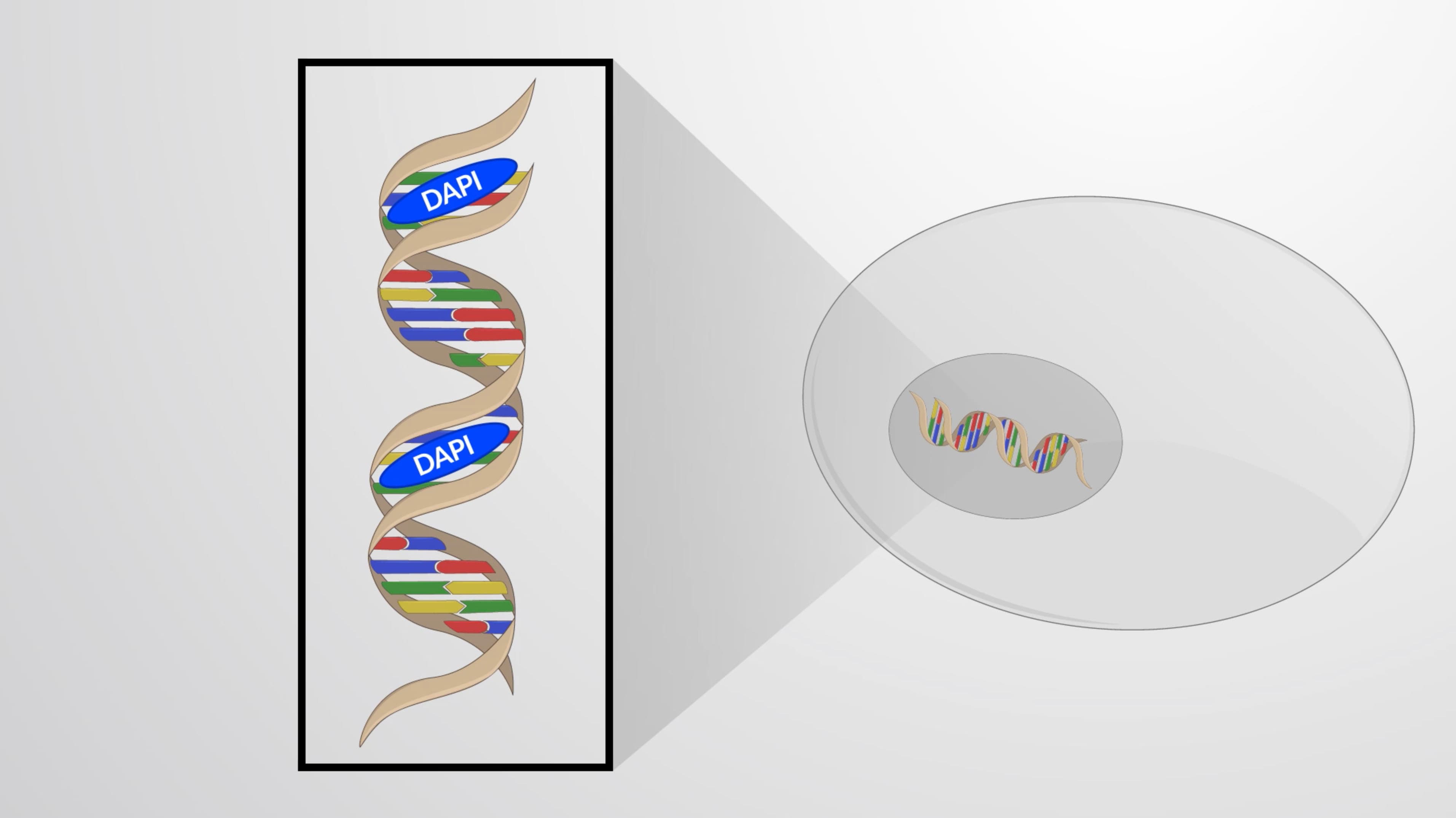 Ethanol Fixation and DAPI Staining: A Method to Visualize DNA in C. elegans