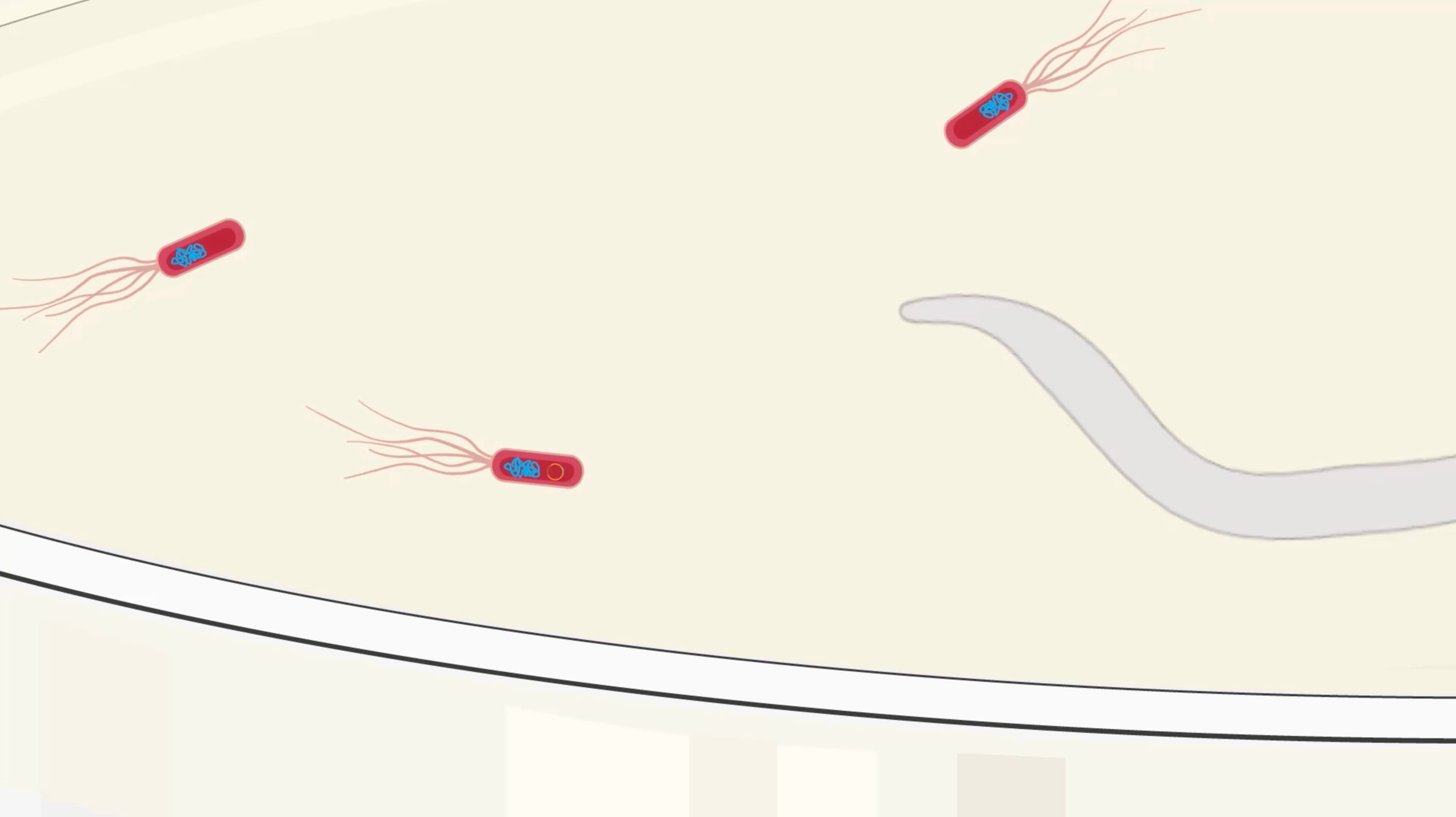 RNAi Plating for C. elegans Feeding: A Technique to Induce Target dsRNA Expression in E. coli
