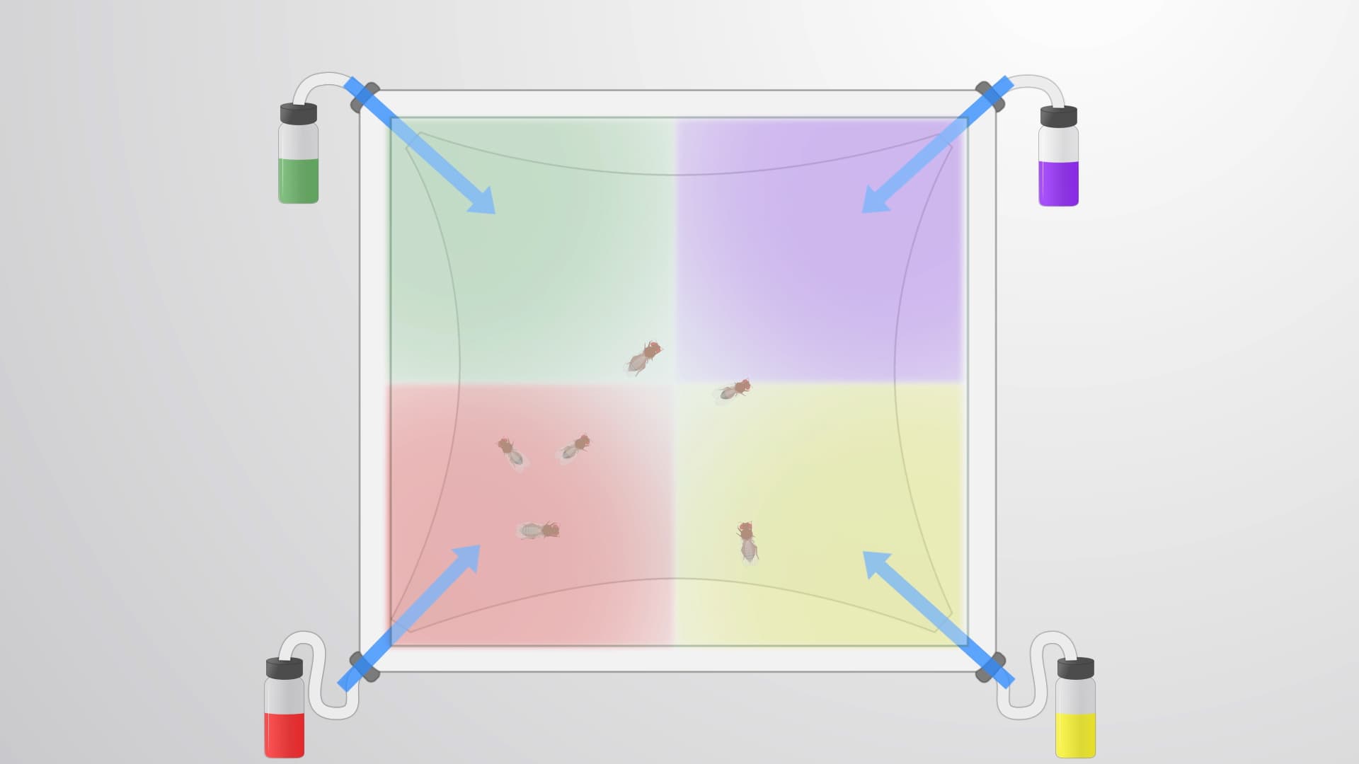 Four-Way Olfactometer Assay: A Method to Assess Odorant-Cued Responses in Drosophila
