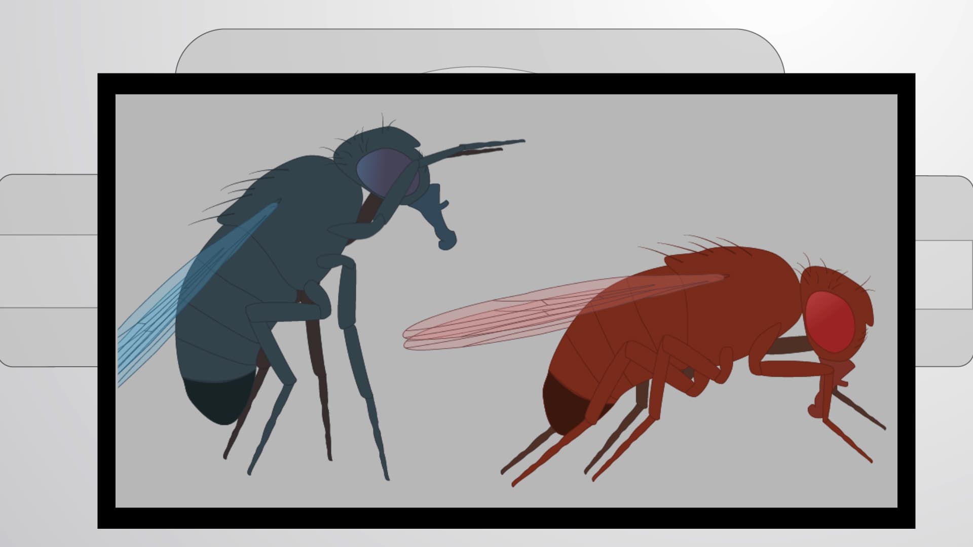 Drosophila Aggression Assay: A Method to Test Behavioral Plasticity in Flies