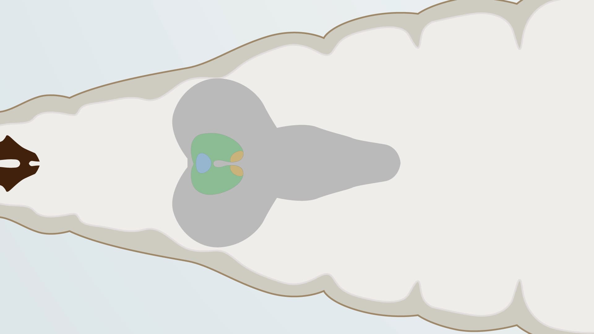 Larval Ring Gland Dissection: Isolation of Developmental Endocrine Organs from Drosophila