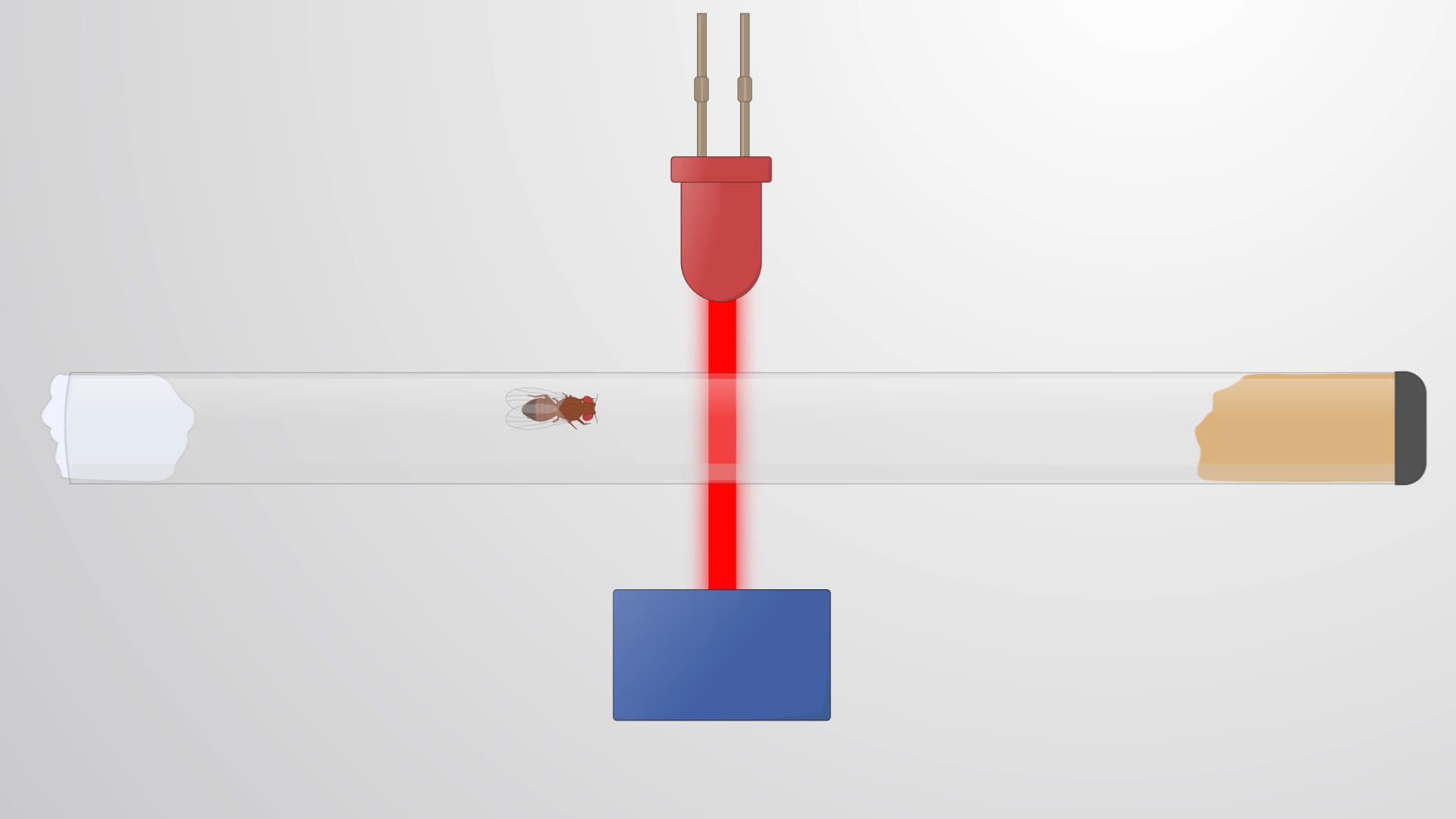 Drosophila Activity Monitor (DAM): A Method to Measure Locomotor Activity in Flies