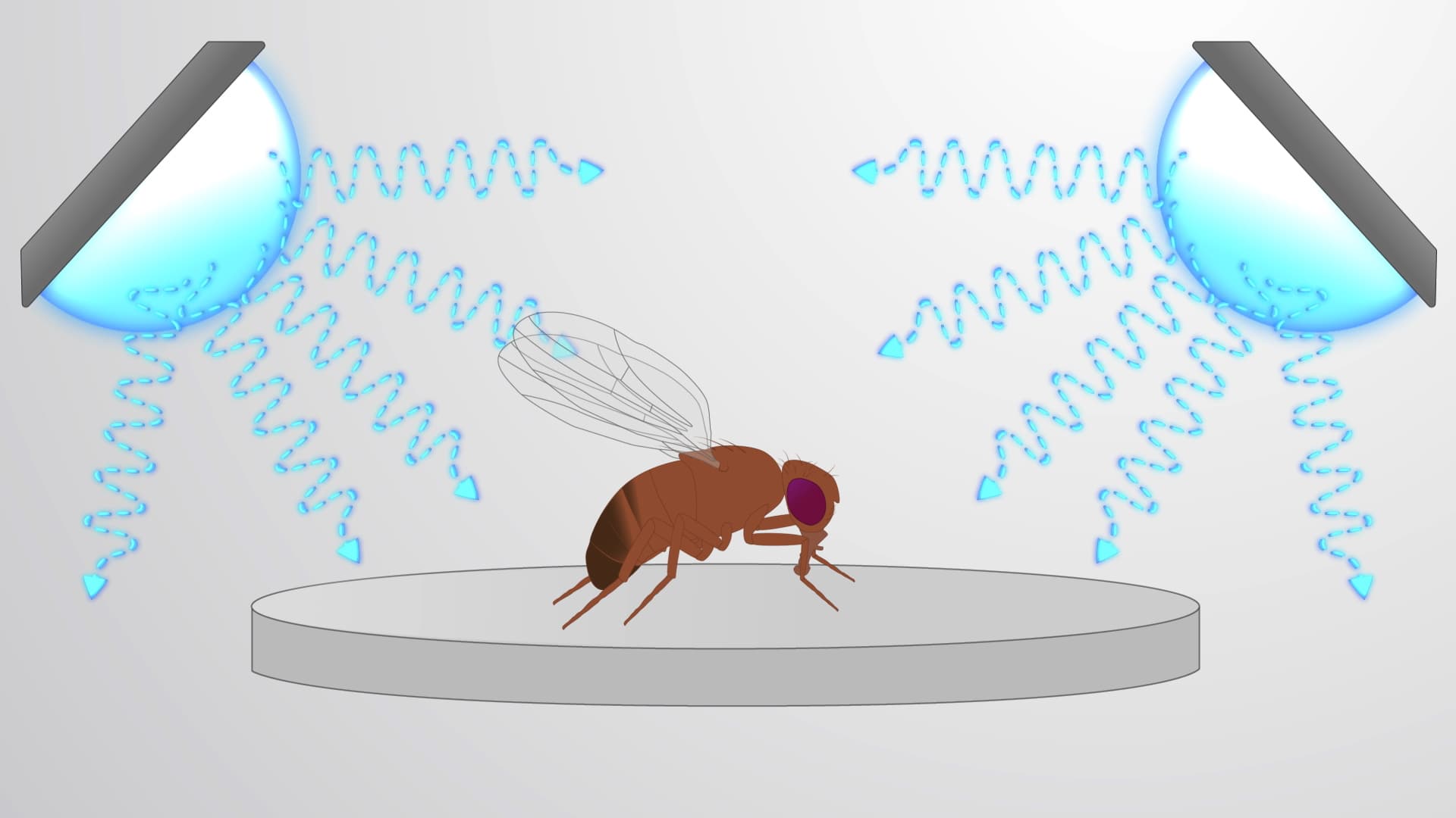 Drosophila Optogenetics: A Method to Manipulate Neuronal Circuits