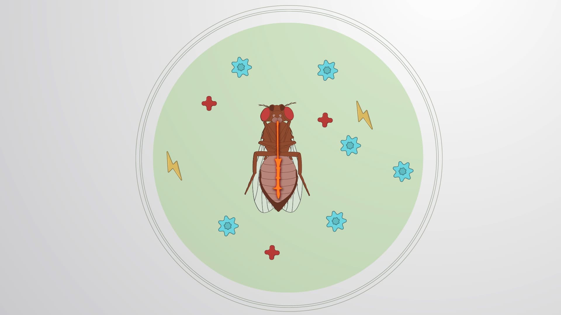 Preparation of Drosophila Heart: A Technique to Study Heart Physiology in the Adult Fly