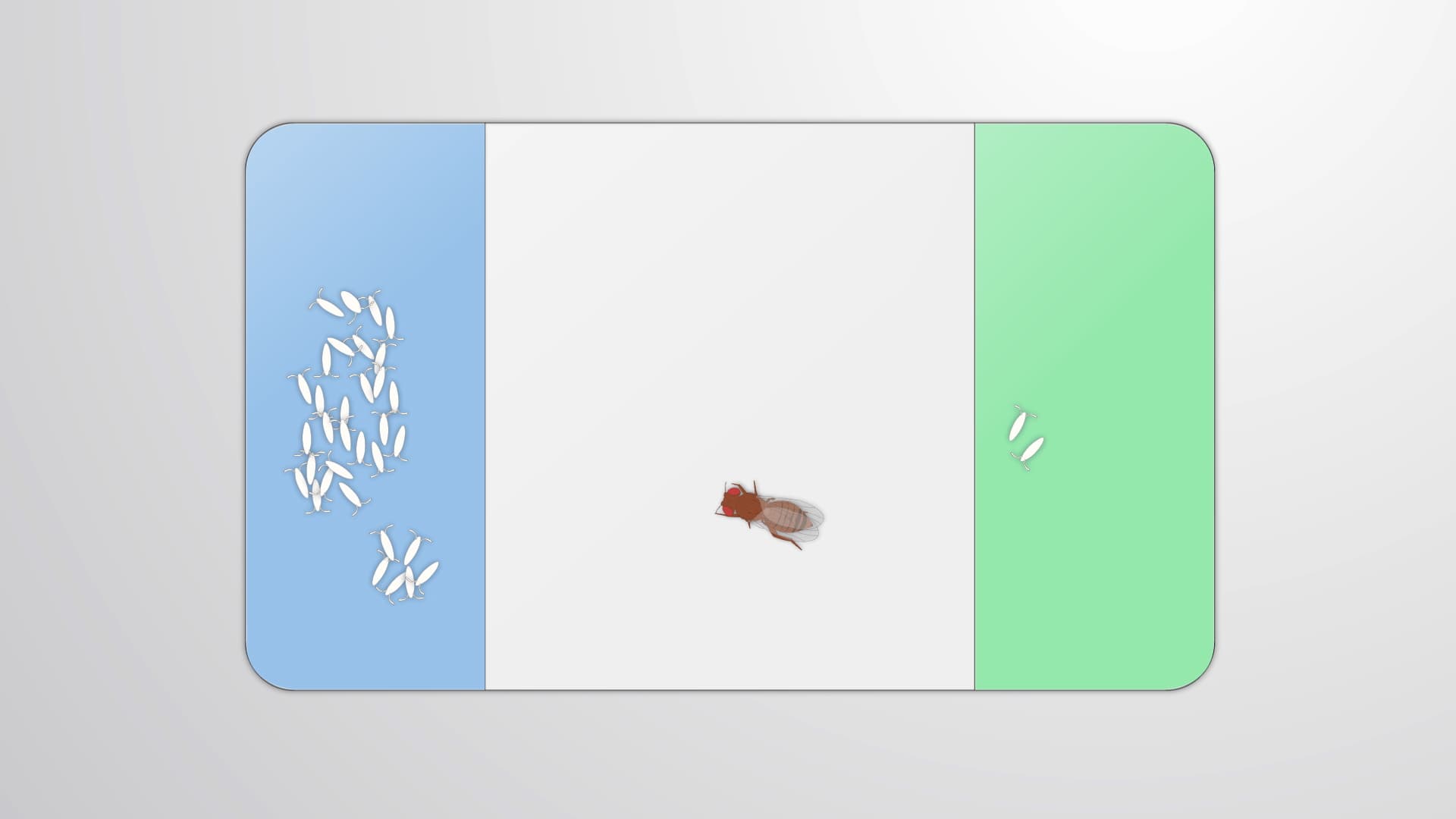 Drosophila Egg-Laying Preference Assay: A Method to Test Decision-Making in Flies
